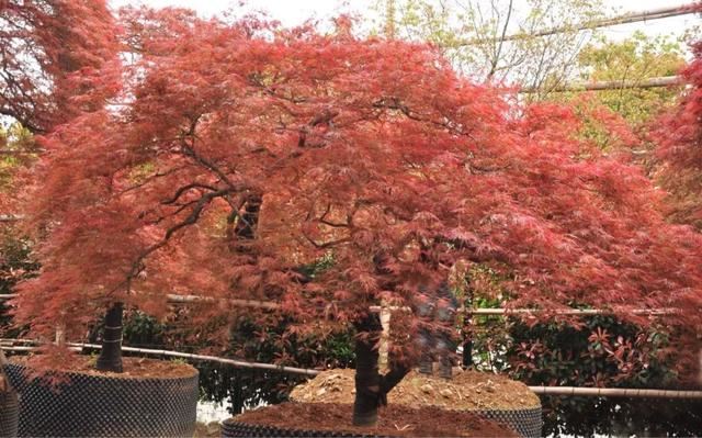 土豪们最爱的庭院树，简直太美了？