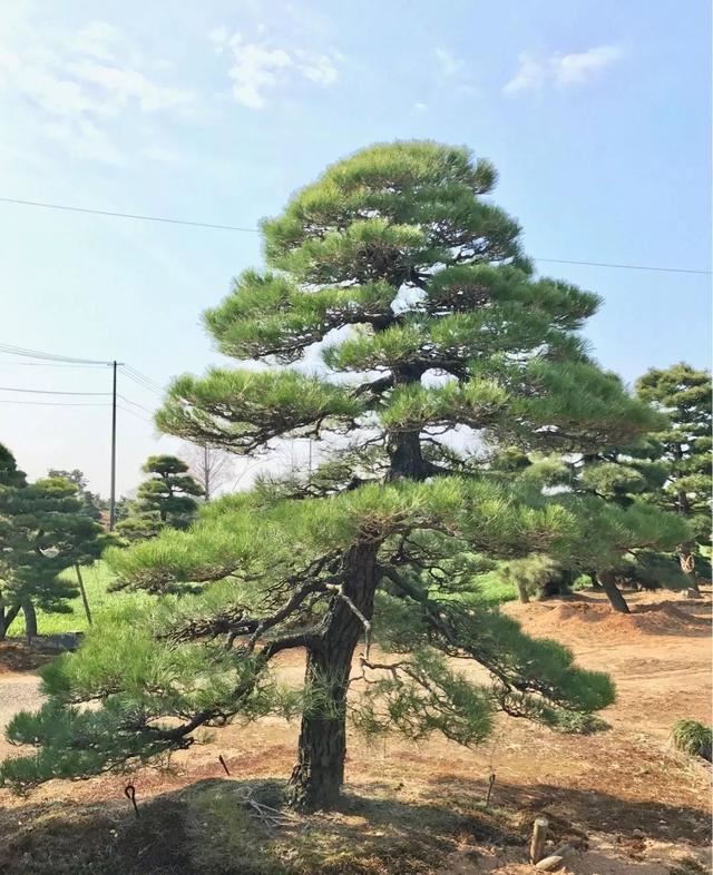 土豪们最爱的庭院树，简直太美了？