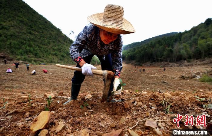 江西各地开展植树活动　为大自然添新绿