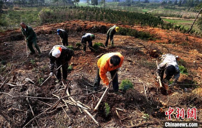 江西各地开展植树活动　为大自然添新绿