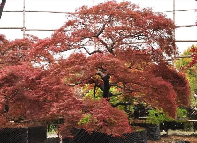 土豪们最爱的庭院树，简直太美了？