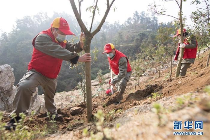 春季植树正当时
