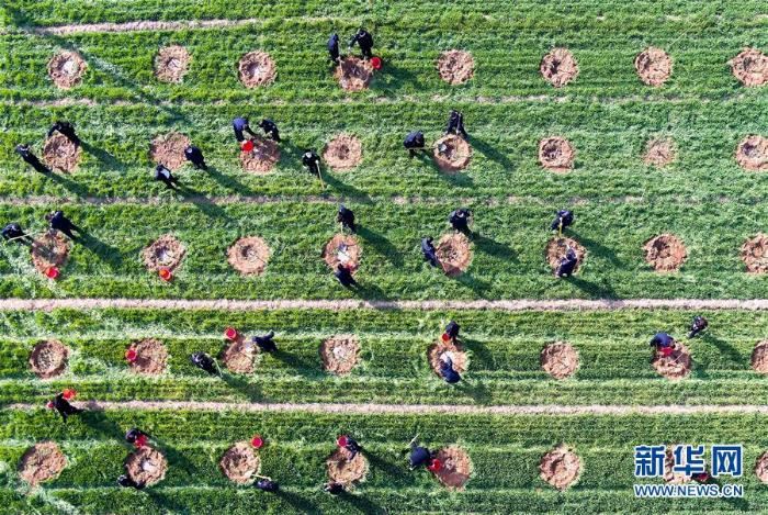 春季植树正当时