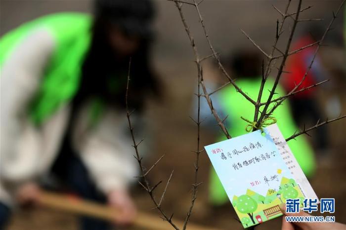 春季植树正当时