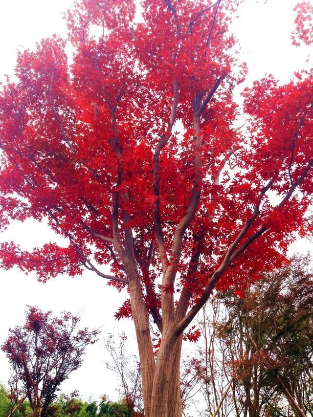 土豪们最爱的庭院树，简直太美了？