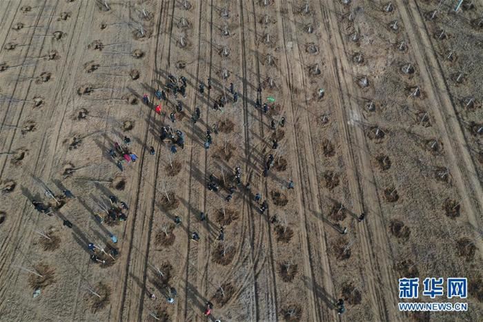 春季植树正当时