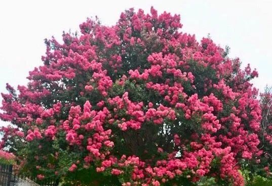 土豪们最爱的庭院树，简直太美了？