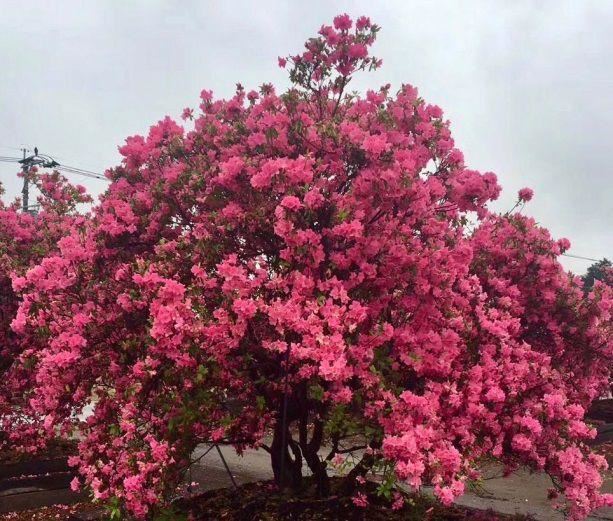 土豪们最爱的庭院树，简直太美了？