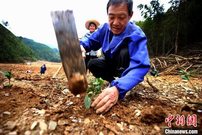 江西各地开展植树活动　为大自然添新绿