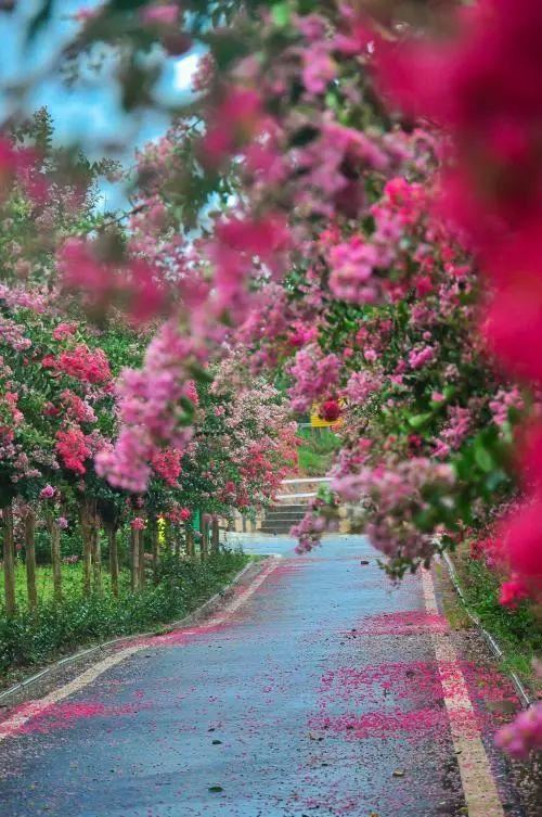 土豪们最爱的庭院树，简直太美了？