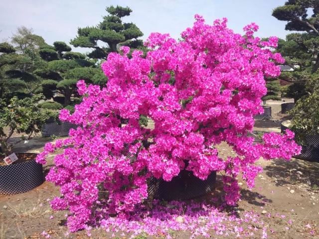 土豪们最爱的庭院树，简直太美了？