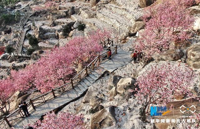 福建漳州港：“阿里山樱花”烂漫俏枝头