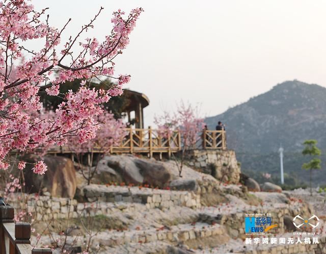 福建漳州港：“阿里山樱花”烂漫俏枝头