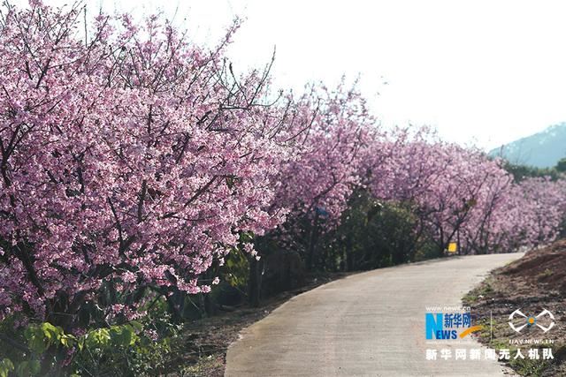 福建漳州港：“阿里山樱花”烂漫俏枝头