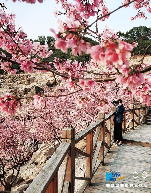 福建漳州港：“阿里山樱花”烂漫俏枝头
