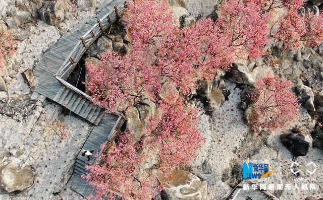 福建漳州港：“阿里山樱花”烂漫俏枝头