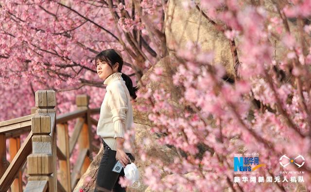 福建漳州港：“阿里山樱花”烂漫俏枝头