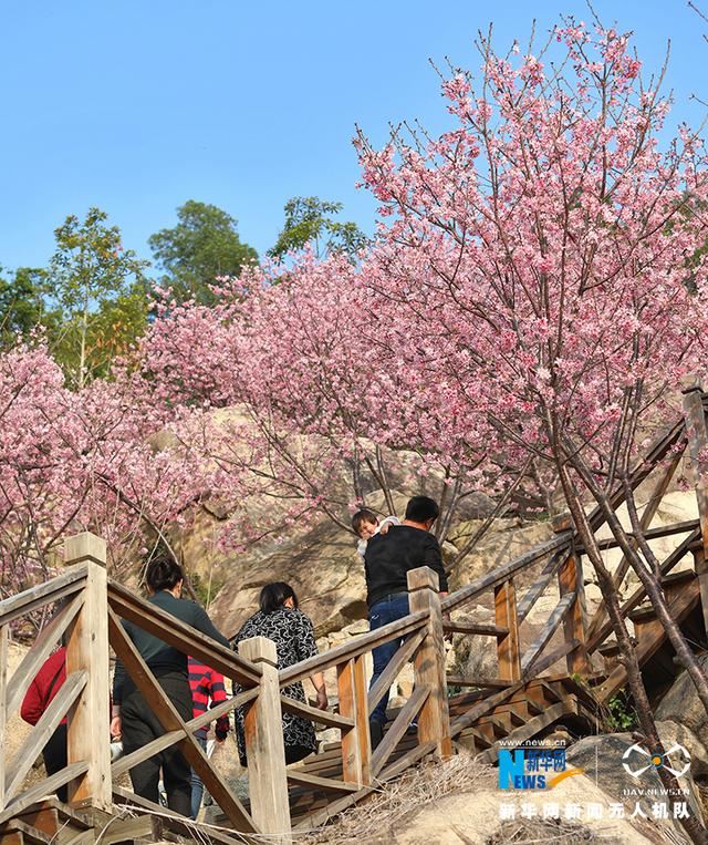福建漳州港：“阿里山樱花”烂漫俏枝头
