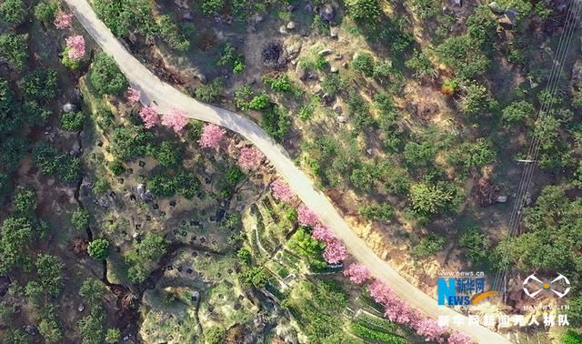 福建漳州港：“阿里山樱花”烂漫俏枝头