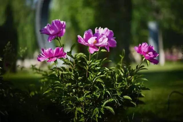 牡丹被称为花王。芍药被称为花相