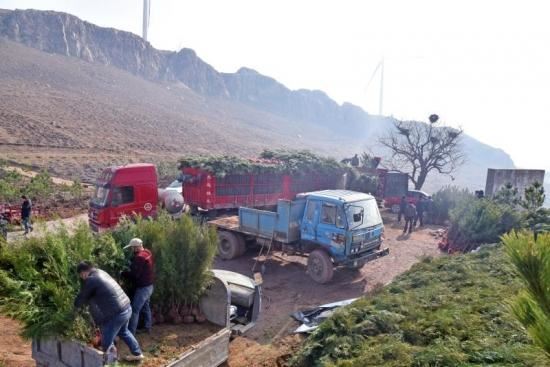 战“疫”绿化两不误，植树造林正当时，宜阳县全面掀起春季植树造林热潮