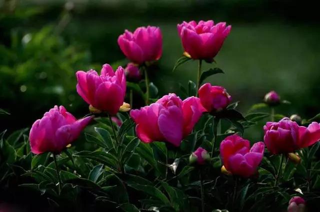 牡丹被称为花王。芍药被称为花相