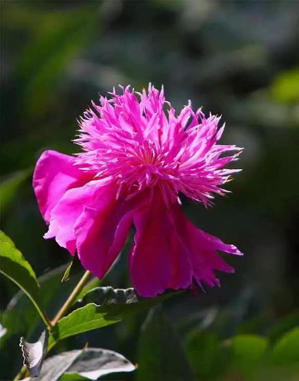 牡丹被称为花王。芍药被称为花相