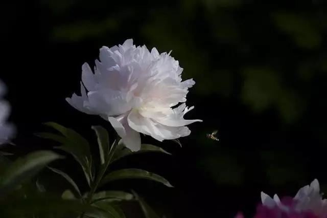 牡丹被称为花王。芍药被称为花相