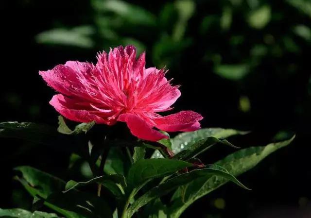 牡丹被称为花王。芍药被称为花相