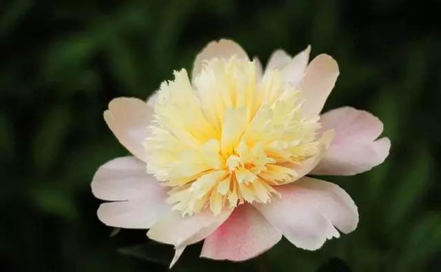 牡丹被称为花王。芍药被称为花相