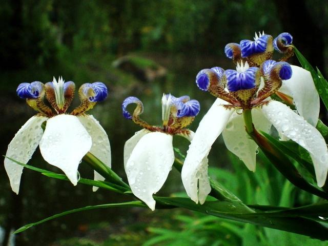 “彩蝶翩跹舞、绿尖戏紫鸢!”——鸢尾花开惹人爱,快来学习吧! “彩蝶翩跹舞、绿尖戏紫鸢!”——鸢尾花开惹人爱,快来学习吧!