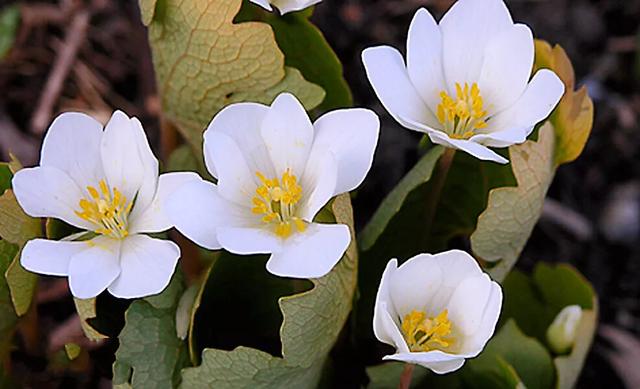 血根草～每当早春时节，便绽放出雪白而美丽的花