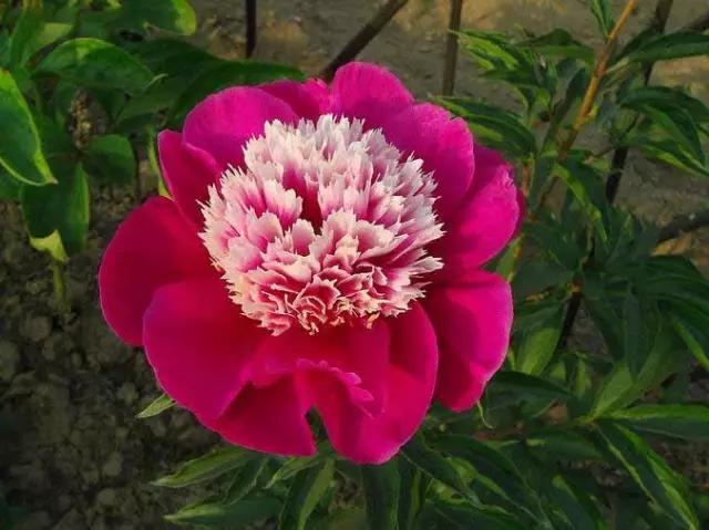 牡丹被称为花王。芍药被称为花相