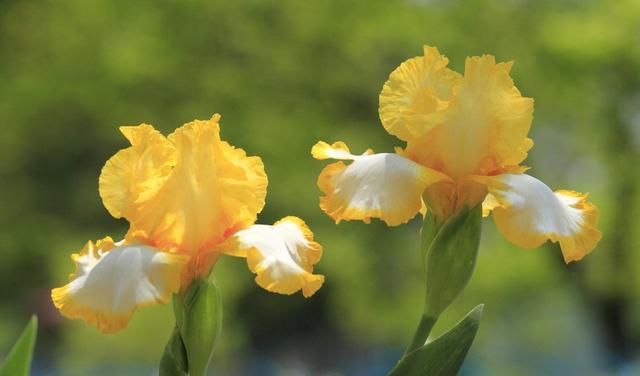 “彩蝶翩跹舞、绿尖戏紫鸢!”——鸢尾花开惹人爱,快来学习吧! “彩蝶翩跹舞、绿尖戏紫鸢!”——鸢尾花开惹人爱,快来学习吧!