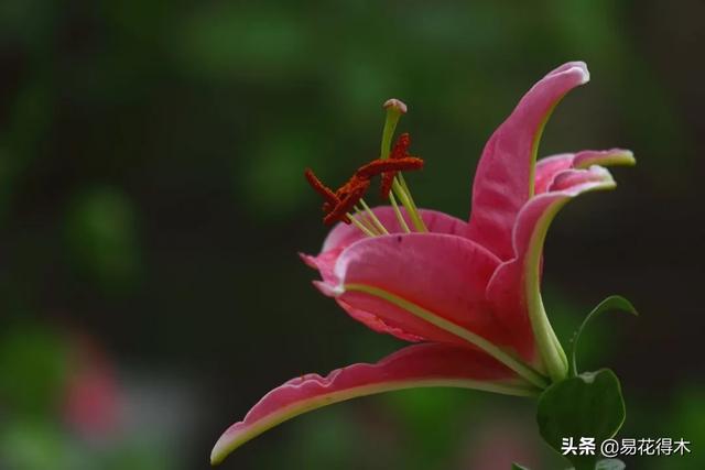 濒危物种｜百合是我国传统名花，您可见过开瓣豹子花？