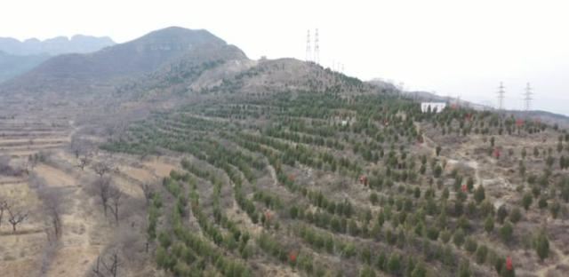 绿化正当时，涉县高速长廊植树忙