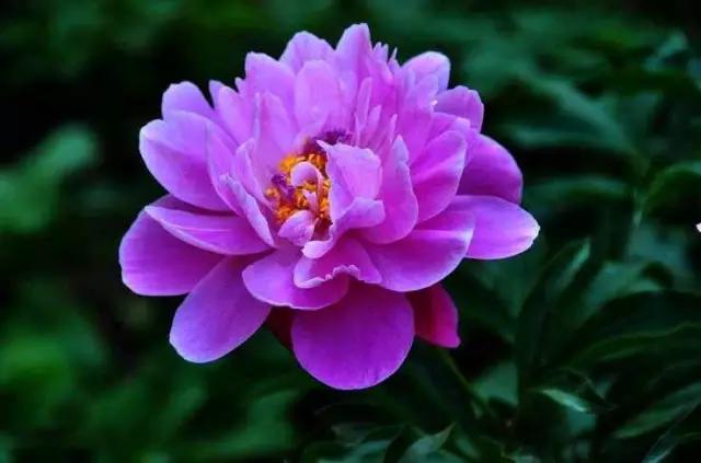 牡丹被称为花王。芍药被称为花相