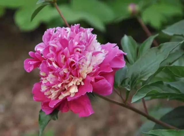 牡丹被称为花王。芍药被称为花相