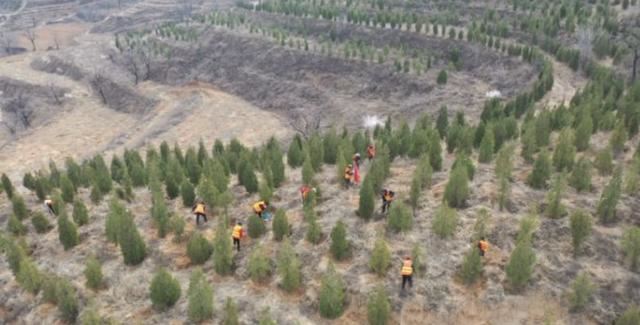 绿化正当时，涉县高速长廊植树忙