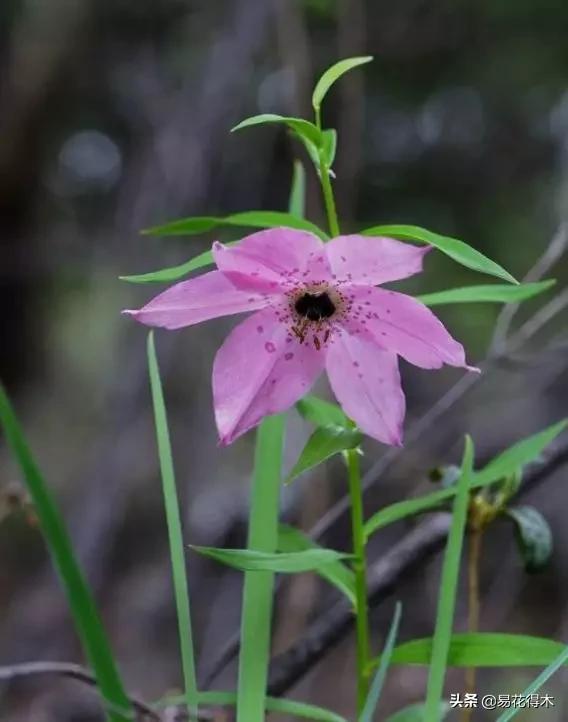濒危物种｜百合是我国传统名花，您可见过开瓣豹子花？