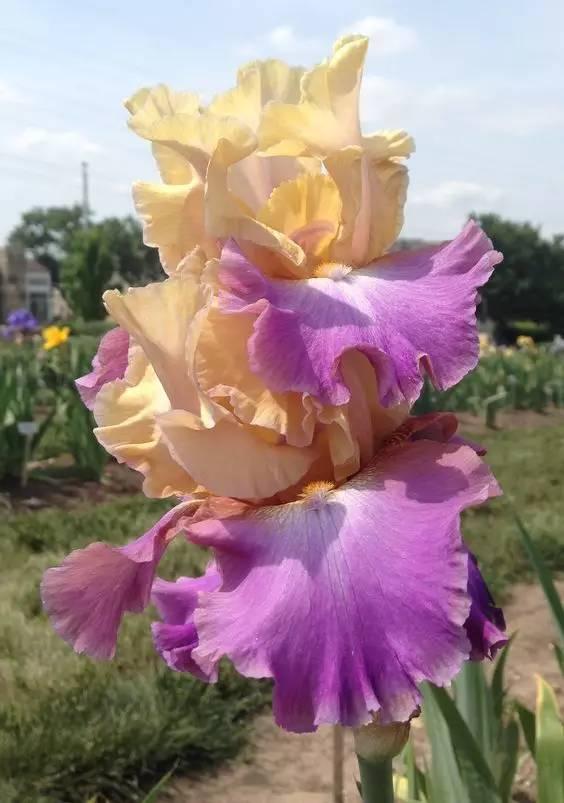 “彩蝶翩跹舞、绿尖戏紫鸢!”——鸢尾花开惹人爱,快来学习吧! “彩蝶翩跹舞、绿尖戏紫鸢!”——鸢尾花开惹人爱,快来学习吧!