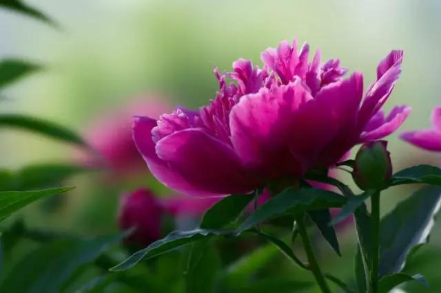 牡丹被称为花王。芍药被称为花相