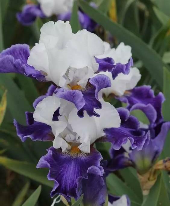 “彩蝶翩跹舞、绿尖戏紫鸢!”——鸢尾花开惹人爱,快来学习吧! “彩蝶翩跹舞、绿尖戏紫鸢!”——鸢尾花开惹人爱,快来学习吧!