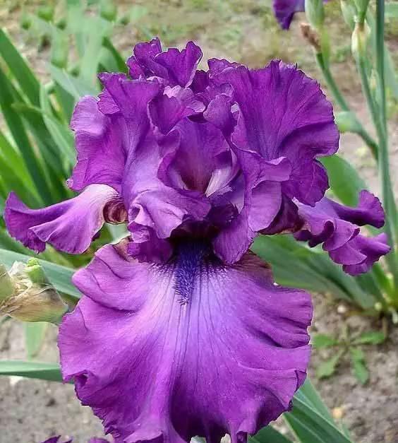 “彩蝶翩跹舞、绿尖戏紫鸢!”——鸢尾花开惹人爱,快来学习吧! “彩蝶翩跹舞、绿尖戏紫鸢!”——鸢尾花开惹人爱,快来学习吧!