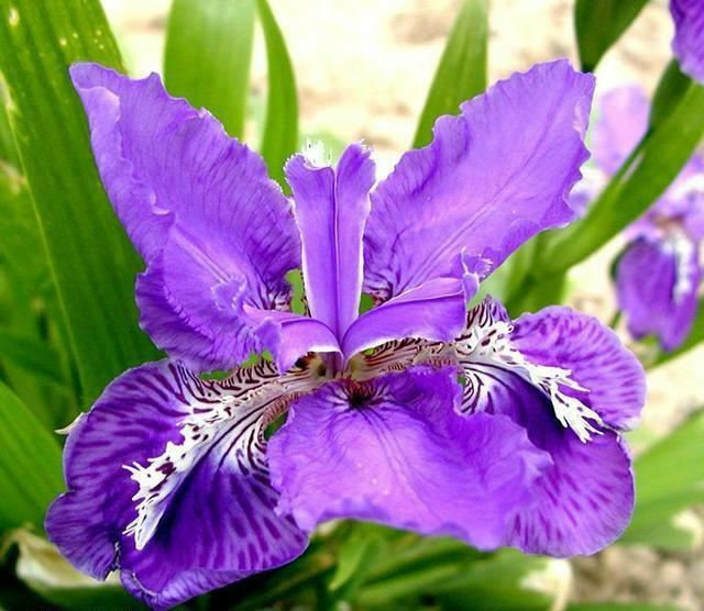 “彩蝶翩跹舞、绿尖戏紫鸢!”——鸢尾花开惹人爱,快来学习吧! “彩蝶翩跹舞、绿尖戏紫鸢!”——鸢尾花开惹人爱,快来学习吧!