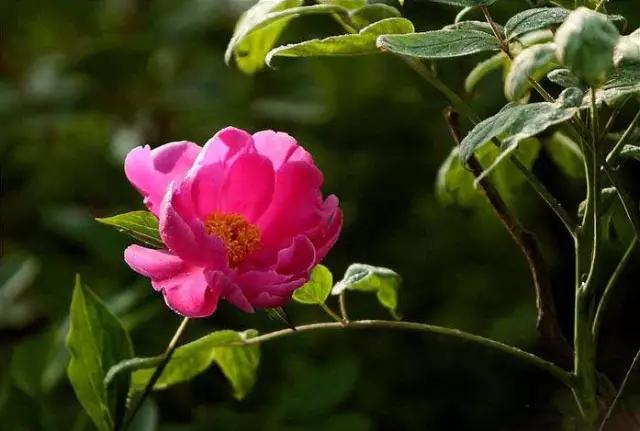 牡丹被称为花王。芍药被称为花相