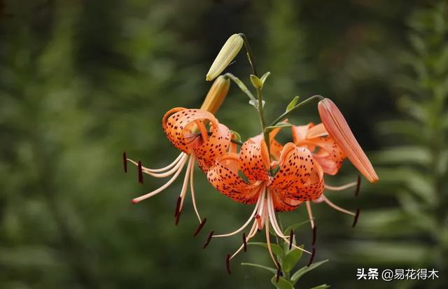 濒危物种｜百合是我国传统名花，您可见过开瓣豹子花？