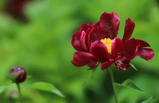 牡丹被称为花王。芍药被称为花相