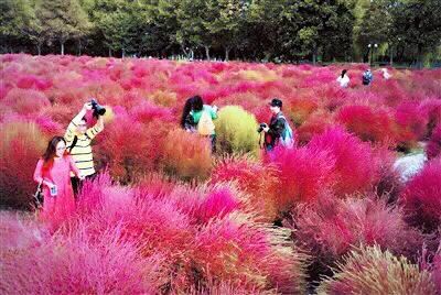 红地肤欣赏及种植技术简介