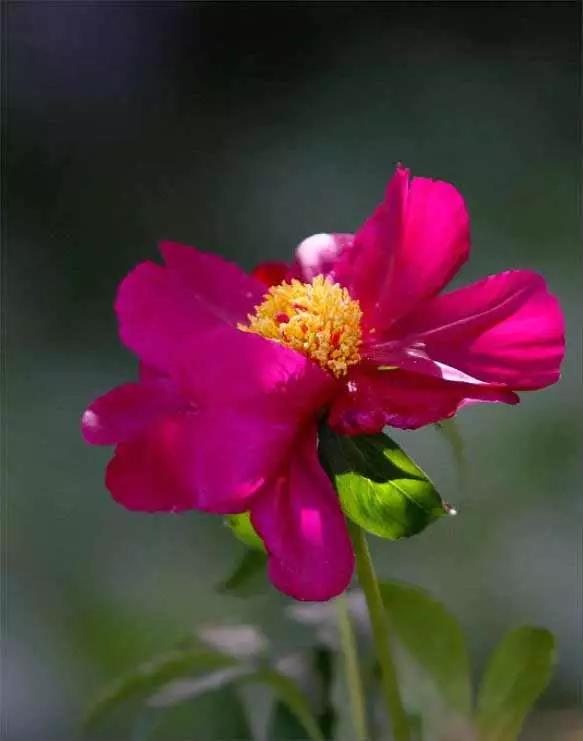 牡丹被称为花王。芍药被称为花相